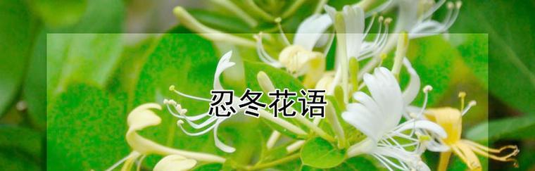 花语（用花说出心里话，让爱在每一个细节绽放）