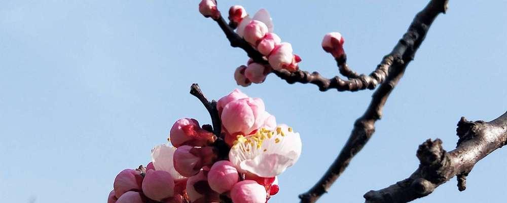 杏花盛开，春意渐浓（赏花去，何时最佳？）