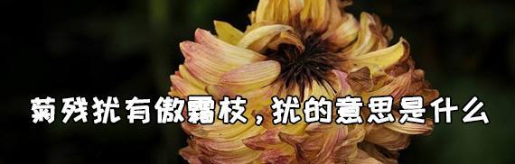 以菊残犹有傲霜枝——傲霜枝的坚韧意志（菊花凋零却仍保留倔强的姿态，从傲霜枝寻找生命的力量）