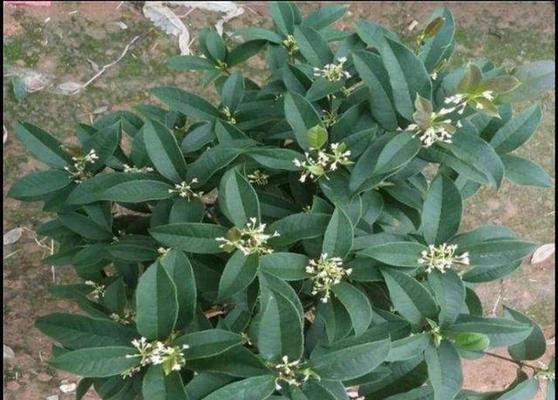 如何种植优质的桂花——桂花种植指南（桂花种植方法和注意事项，让你轻松打造芬芳花园）