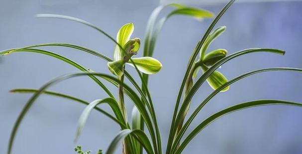 美丽与坚韧并存——兰花、竹子和冬梅的寓意（古雅的花卉与植物，展现生命的多样魅力）