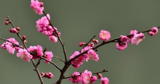 美丽与坚韧并存——兰花、竹子和冬梅的寓意（古雅的花卉与植物，展现生命的多样魅力）