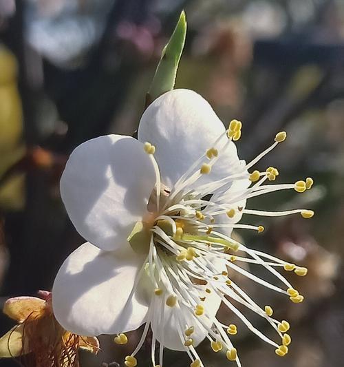 以梅花代表吉祥的传统文化（传承百年的梅花文化与吉祥象征）