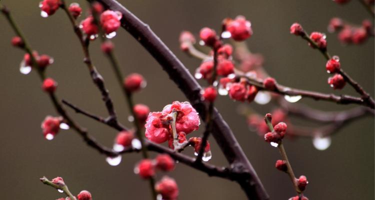 以梅花代表吉祥的传统文化（传承百年的梅花文化与吉祥象征）