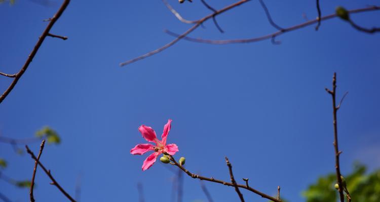 每朵花的寓意与象征——花朵中的情感表达（探索花朵的语言，解读世间情感）