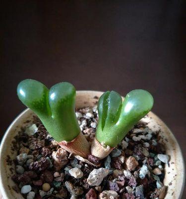 多肉植物的浇水频率（科学浇水，呵护健康的多肉植物生长）