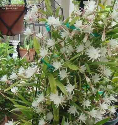 花语悠扬（意蕴浓郁的迷迭香、蒲公英与昙花之美）