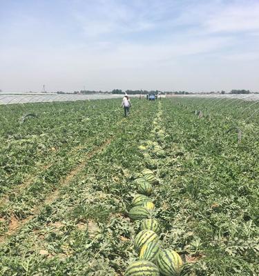 西瓜种植技术要点（从选地到施肥全面掌握，品质高产得心应手）