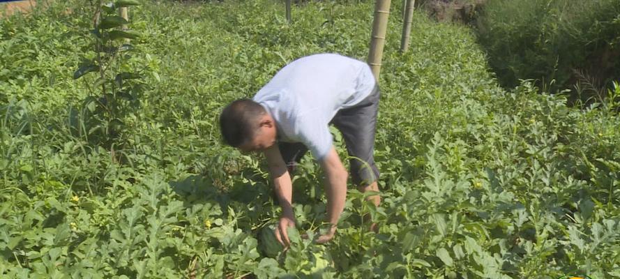 西瓜种植技术要点（从选地到施肥全面掌握，品质高产得心应手）