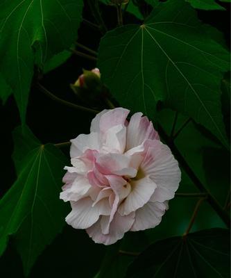 木芙蓉的花语（唤醒心灵的华丽花朵）