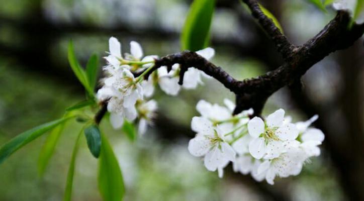 李花开放的时间及特点剖析（走进李花的缤纷世界）