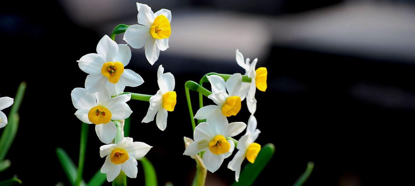 水仙花（清新、高贵、坚强的水仙花）