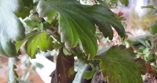 探究菊花根系的深度（从生态适应角度解读菊花根系的特征）