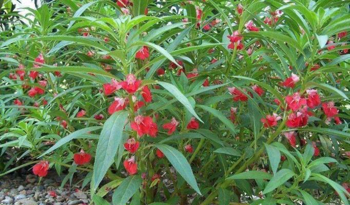 如何成功种植美丽的凤仙花（养殖方法全解析，让您轻松拥有绚丽花海）