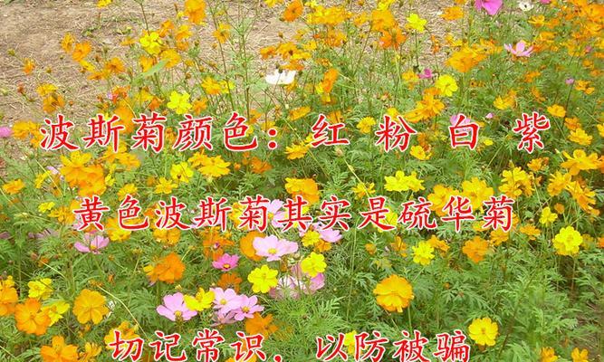 矮杆波斯菊（用花语探寻矮杆波斯菊的美丽秘密）