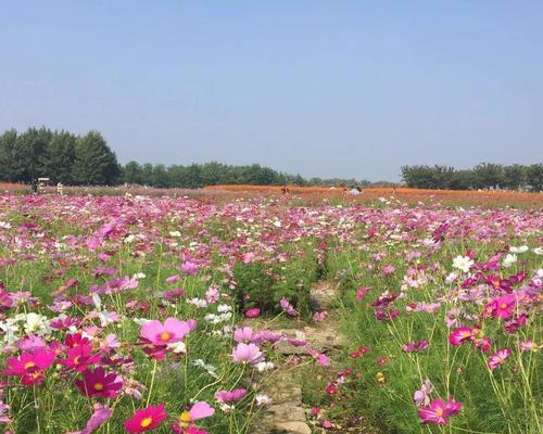 矮杆波斯菊（用花语探寻矮杆波斯菊的美丽秘密）