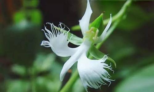 芭蕾舞兰花（以舞姿绽放的花语之美）