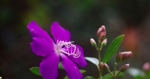 以巴西野牡丹花语传递的情感与意义（揭示巴西野牡丹花的神秘与魅力）