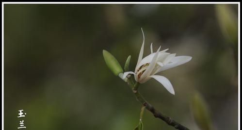 白兰花（揭开白兰花的神秘面纱，品味花语的奥秘）