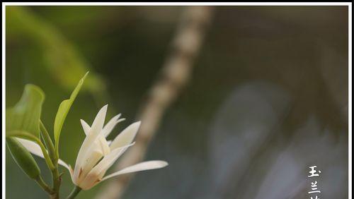 白兰花（揭开白兰花的神秘面纱，品味花语的奥秘）