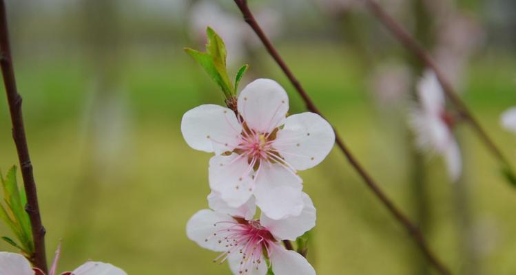 白色桃花的花语与意义（揭秘白色桃花的神秘内涵）