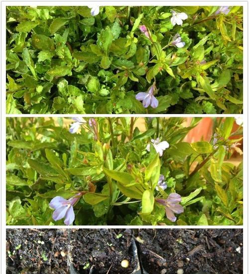 翠蝶花种植方法详解（从选址到繁殖，打造精致翠蝶花园）