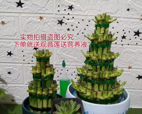 如何土养殖富贵竹（简单实用的种植技巧）