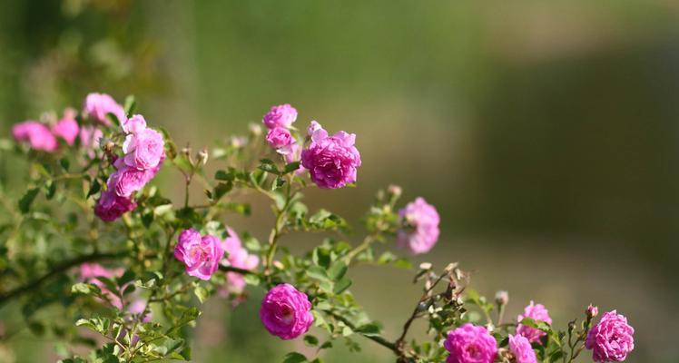 蔷薇花开的季节和魅力（盛放在春夏之间，迷人的芬芳与优美）