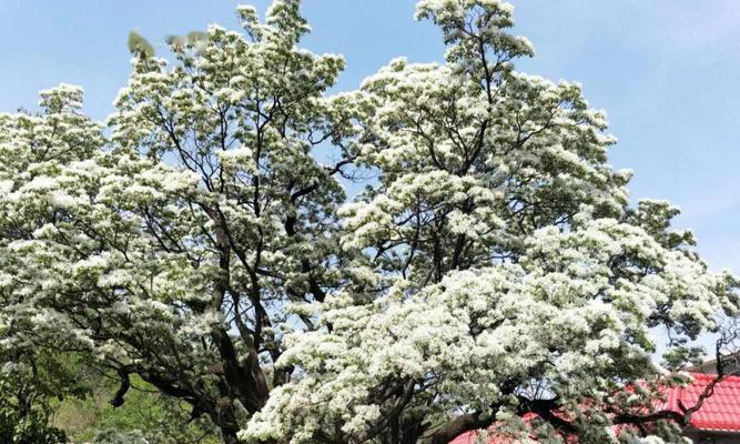 流苏树花期揭秘（什么时候才能看到美丽的花朵？流苏树）