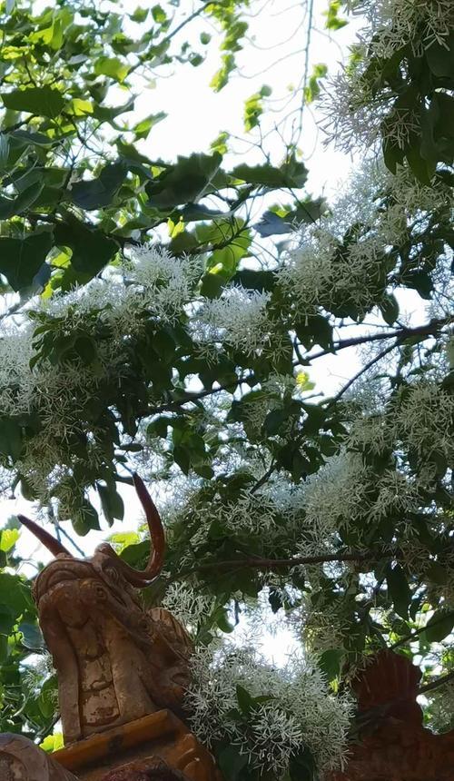 流苏树花期揭秘（什么时候才能看到美丽的花朵？流苏树）