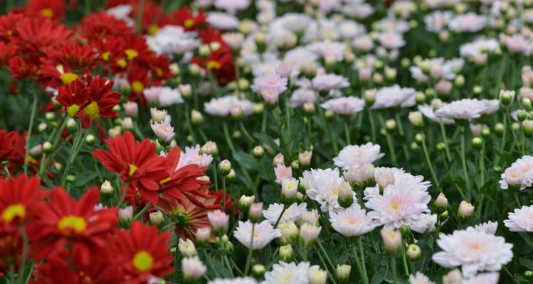 不同月份菊花花语的魅力（探寻一年四季菊花的吉祥寓意）