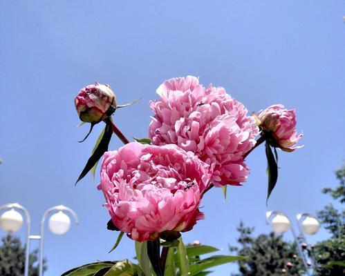 芍药花凋谢后的养护技巧（让芍药花焕发新生机的8个步骤）