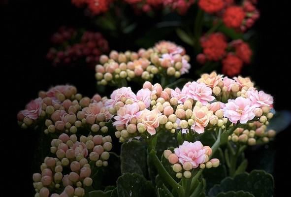 长寿花之花语解读（不同颜色长寿花的花语及象征含义）