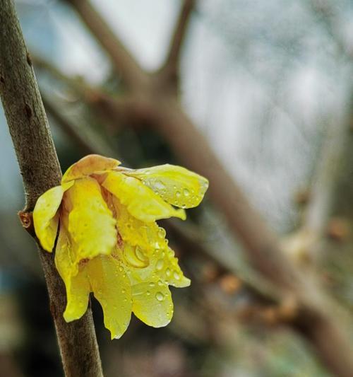 腊梅花的花瓣颜色（探寻腊梅花的多彩魅力）