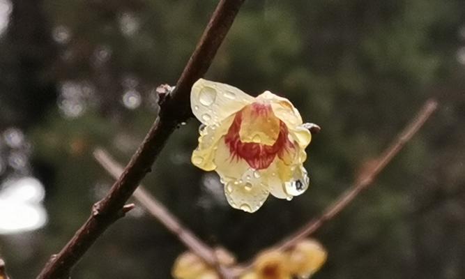 腊梅花的花瓣颜色（探寻腊梅花的多彩魅力）