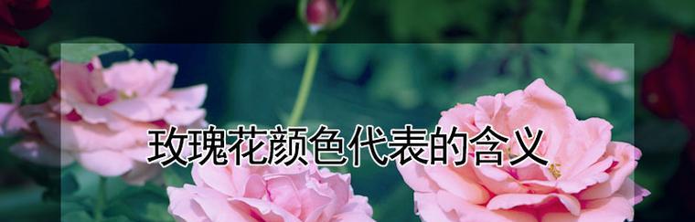 玫瑰花的花语与代表意义（玫瑰花的丰富含义和文化象征）