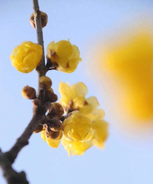 梅花与十二生肖的奇妙相遇（探寻梅花所代表的生肖之谜）