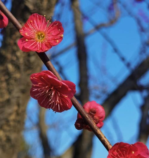 梅花与十二生肖的奇妙相遇（探寻梅花所代表的生肖之谜）