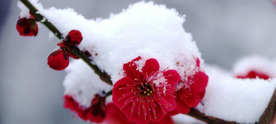 梅花的花语与象征寓意（探寻梅花的深层含义与美丽）