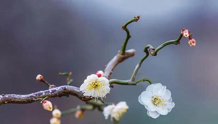 梅花花语-寄托坚韧与希望的象征（寒冬中的生命奇迹，梅花的力量）