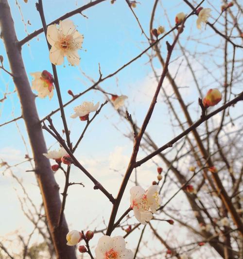 梅花花语（梅花的象征与寓意，传递着生命的力量与美丽）