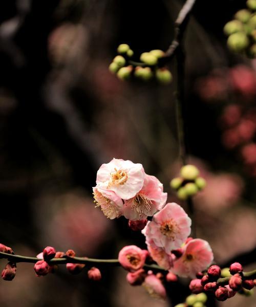 梅花花语（梅花的象征与寓意，传递着生命的力量与美丽）