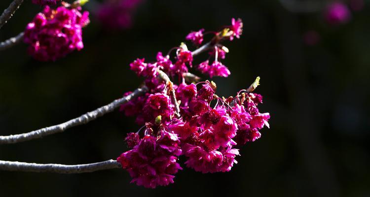 美人樱花的花语与意义（了解美人樱花的花语，领略自然之美）