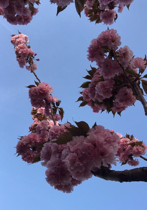 美人樱花的花语与意义（了解美人樱花的花语，领略自然之美）