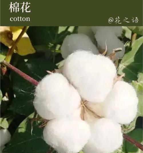 木棉花——热情和希望的象征（木棉花的花语及其文化意义）