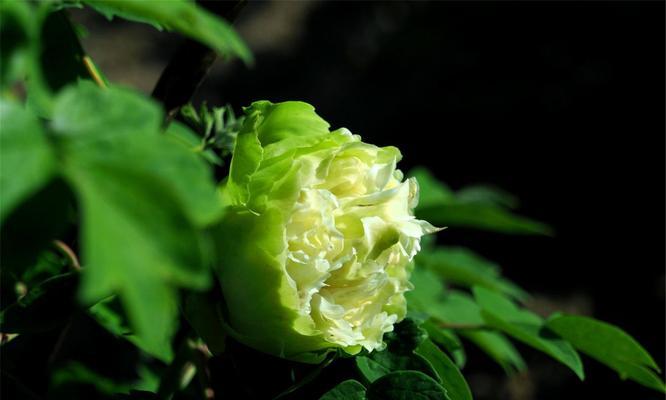 牡丹菊的花语和寓意（探索牡丹菊的神秘之美，解读其独特的花语和寓意）