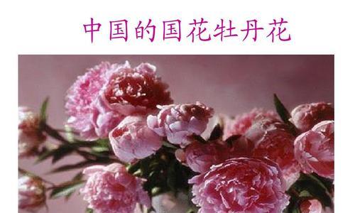 牡丹花开花语与寓意（探寻牡丹花的花语和象征意义，以及开花的时间和条件）