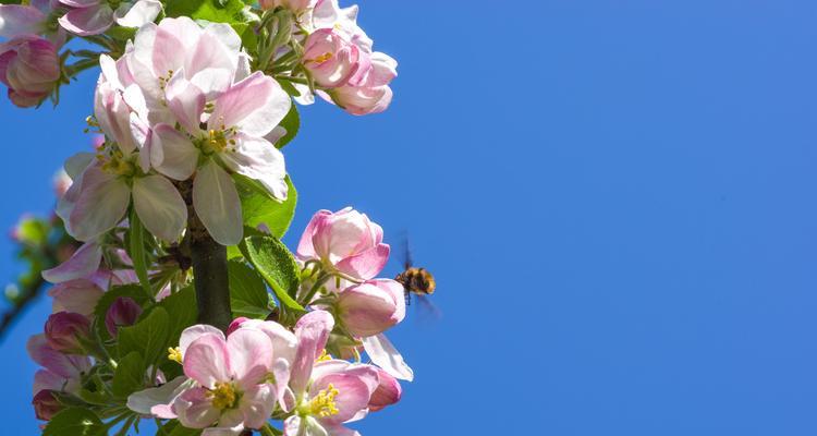 苹果（一颗红透世界的果实，掀起科技与美学的）