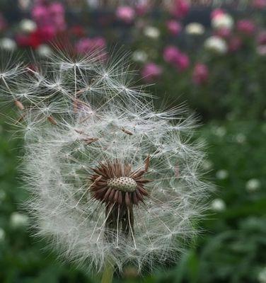 蒲公英的花语和寓意（探索蒲公英的花语和寓意，发现它的美丽与希望）