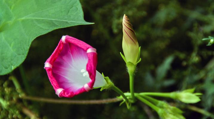 牵牛花（探寻牵牛花在不同文化中的象征意义）